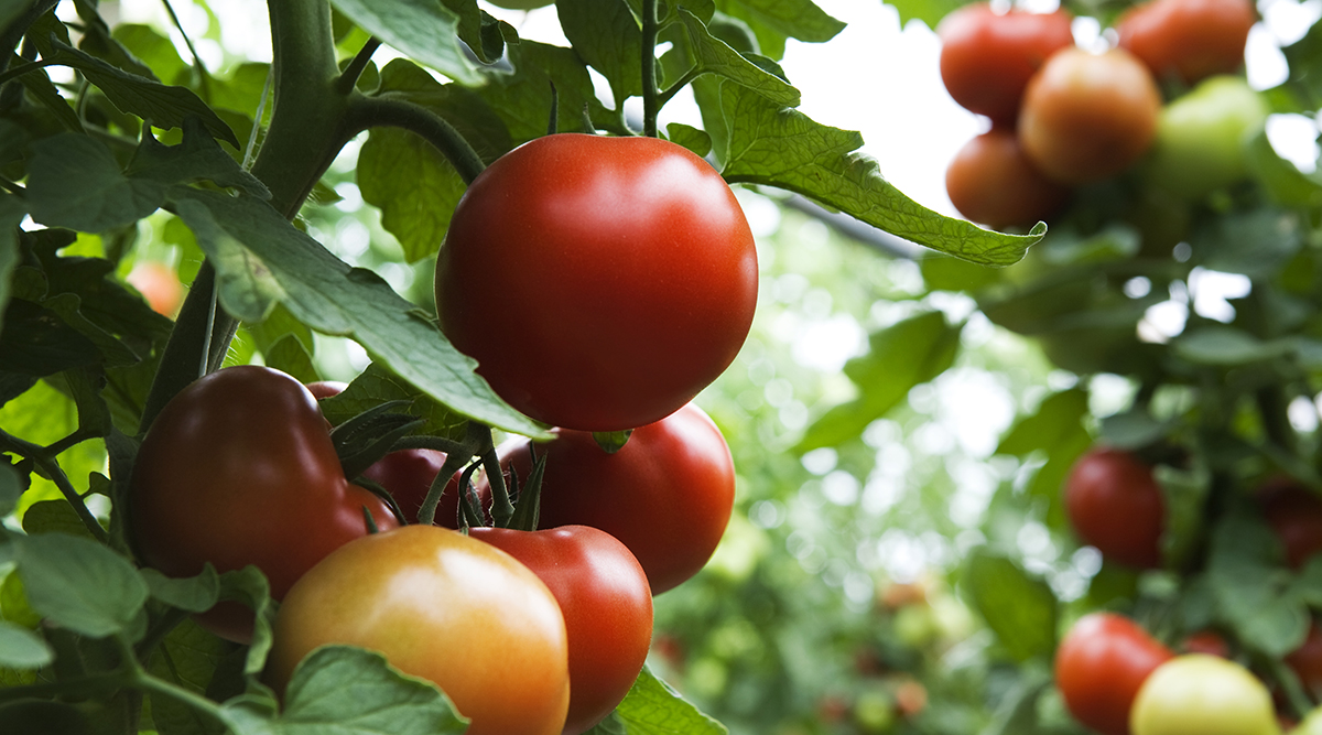 image of tomatoes on the vine